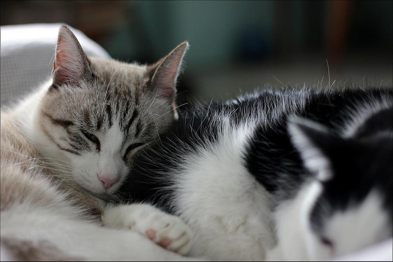 Cats snuggling together
