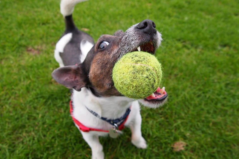 Dog catching ball